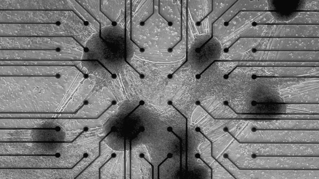 Учёные запустили Doom на микрочипе с живыми клетками мозга